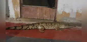 ¡Cocodrilo a la vista! Reptil de metro y medio de largo es captado caminando por calles en Tumbes ¡Cocodrilo a la vista! Reptil de metro y medio de largo es captado caminando por calles en Tumbes