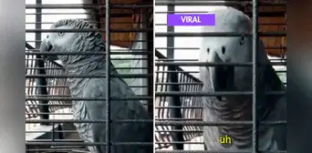 Loro gris impacta en redes por increíble reacción al escuchar un trueno y decir: “No te pongas nervioso” Loro gris impacta en redes por increíble reacción al escuchar un trueno y decir: “No te pongas nervioso”