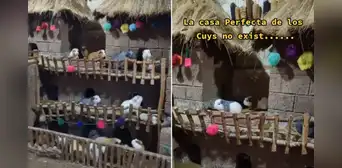 Peruano construye peculiar casa para sus cuyes y sorprende en redes: “Están en modo pituco” Peruano construye peculiar casa para sus cuyes y sorprende en redes: “Están en modo pituco”