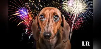 Año Nuevo para las mascotas: ¿qué tanto daño causa la pirotecnia y qué medidas tomar?