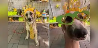 Perrito de nombre Año Nuevo se dedica a vender prendas en mercado de Piura: "Tiene que trabajar"