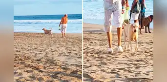 Familia pierde a su perrita y la encuentran paseando con su nuevo dueño en la playa: “Nos ignoró” Familia pierde a su perrita y la encuentran paseando con su nuevo dueño en la playa: “Nos ignoró”