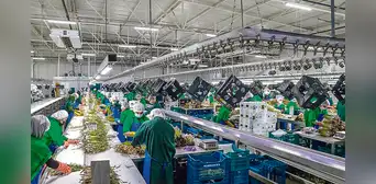 Agroexportadoras aportarán solo 6% a EsSalud desde hoy Agroexportadoras aportarán solo 6% a EsSalud desde hoy
