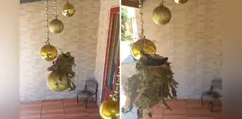 Colibríes aprovechan adornos navideños para construir su nido: “Armaron su propio pesebre”