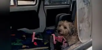 Pueblo Libre: multan con más S/2.500 a joven por abandonar a perrita en vehículo Pueblo Libre: multan con más S/2.500 a joven por abandonar a perrita en vehículo