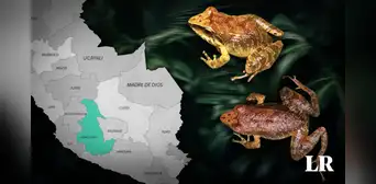 Científicos descubren una nueva especie de rana en Ayacucho: tiene un aspecto "críptico" Científicos descubren una nueva especie de rana en Ayacucho: tiene un aspecto "críptico"