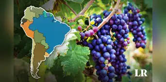 Este país de Sudamérica figura entre los principales productores de uva en el mundo Este país de Sudamérica figura entre los principales productores de uva en el mundo