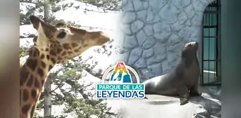 Parque de las Leyendas: ¿quiénes pueden obtener entradas generales a menos de la mitad de precio? Parque de las Leyendas: ¿quiénes pueden obtener entradas generales a menos de la mitad de precio?