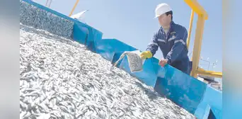 Pesca de anchoveta registra más de 100 áreas cerradas