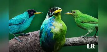 Ginandromorfia bilateral: la extraña condición del pájaro mitad hembra y mitad macho hallado en Colombia