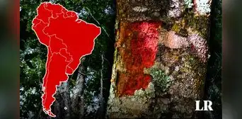 El país de Sudamérica que basó su nombre en un árbol: casi se extingue tras la conquista El país de Sudamérica que basó su nombre en un árbol: casi se extingue tras la conquista