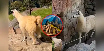 Llamita es viral tras pasearse por zonas restringidas de Machu Picchu: “Es la dueña y heredera” Llamita es viral tras pasearse por zonas restringidas de Machu Picchu: “Es la dueña y heredera”