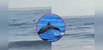 Captan a grupo de delfines en playa Boca del Río en Tacna: ¿a qué se debe? Captan a grupo de delfines en playa Boca del Río en Tacna: ¿a qué se debe?