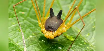 Así es la extraña araña con cabeza de perro que fue encontrada en la selva amazónica Así es la extraña araña con cabeza de perro que fue encontrada en la selva amazónica