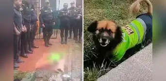 Policías conmovidos por muerte de can Chatito, lo despiden y rinden honores en Puno: "Vuela alto" Policías conmovidos por muerte de can Chatito, lo despiden y rinden honores en Puno: "Vuela alto"