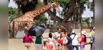 Entradas para el Parque de las Leyendas a mitad de precio: ¿cómo acceder a la tarifa especial? Entradas para el Parque de las Leyendas a mitad de precio: ¿cómo acceder a la tarifa especial?