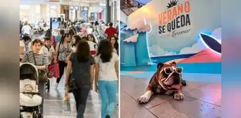 Lista de malls pet friendly en Lima: conoce los centros comerciales que aceptan mascotas Lista de malls pet friendly en Lima: conoce los centros comerciales que aceptan mascotas