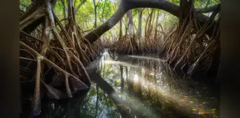 Descubren un bosque de manglares escondido durante 23 millones de años en Panamá