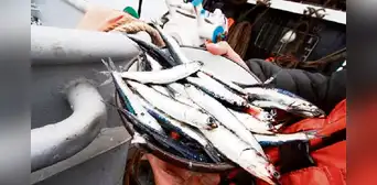 Produce da por concluida segunda temporada de anchoveta por inicio del desove de verano