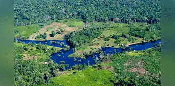 Nuevo estudio advierte que más de la mitad de árboles al este de Sudamérica están en alto riesgo de extinción Nuevo estudio advierte que más de la mitad de árboles al este de Sudamérica están en alto riesgo de extinción
