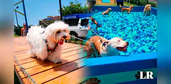 "Mundo de 4 patas", el oasis para perros que es toda una sensación en pleno corazón de Surco "Mundo de 4 patas", el oasis para perros que es toda una sensación en pleno corazón de Surco