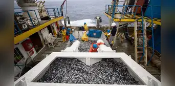 Tras 6 meses en rojo, PBI rebota a 0,29% en noviembre por segunda temporada de anchoveta