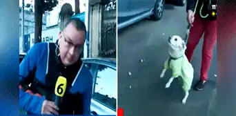 Perrito muerde a reportero durante enlace en vivo y usuarios bromean: “Le dio la primicia”