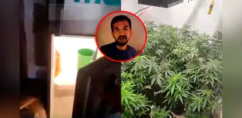 Ventanilla: sujeto usaba puerta de refrigeradora como ingreso a laboratorio clandestino de marihuana