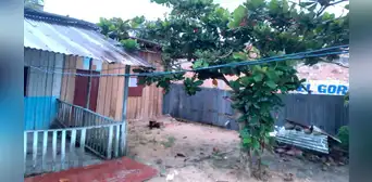 Niño de 7 años perdió la vida tras caer de un árbol de 10 metros de altura en Loreto