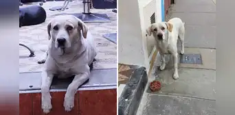 ¡Buscan a Espartaco! Perrito que vivía en estacionamiento lleva 5  días perdido