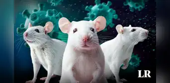 ¿Qué se sabe sobre la nueva cepa de COVID que mató al 100% de los ratones en un ensayo en China?