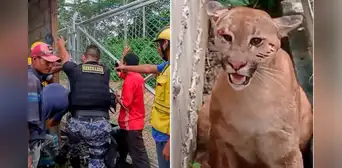Puma muere ahorcado tras mala maniobra de rescate de la Policía en Madre de Dios