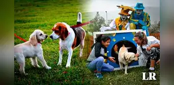 Los 12 parques para perros en Lima: tienen juegos especiales para mascotas y rejas de seguridad