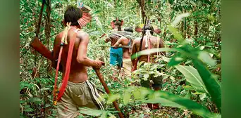 4 países expresan preocupación por la Ley Forestal del Congreso 4 países expresan preocupación por la Ley Forestal del Congreso