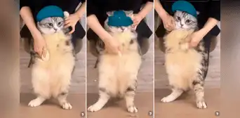 ¿Cuál es el origen del gato gordo que baila 'Girlfriend' de Avril Lavigne? ¿Cuál es el origen del gato gordo que baila 'Girlfriend' de Avril Lavigne?