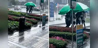 Trabajadores salen a almorzar y llevan enorme sombrilla para evitar mojarse ante intensa lluvia