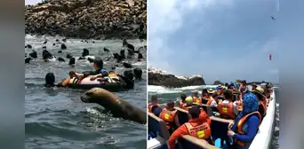 El único lugar en Perú donde puedes nadar con lobos marinos: ¿dónde y cómo llegar a esta isla del Callao?