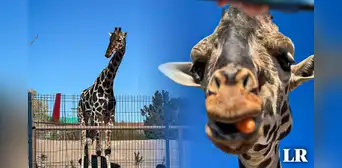 ¿Quién es la jirafa Benito y por qué su traslado es una victoria para los animalistas en México? ¿Quién es la jirafa Benito y por qué su traslado es una victoria para los animalistas en México?
