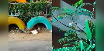 Plaga de ratas invade barrio de Santa Rosita, en SJL: ¿qué medidas tomará la municipalidad? Plaga de ratas invade barrio de Santa Rosita, en SJL: ¿qué medidas tomará la municipalidad?