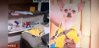 SMP: roban más de S/50.000 a familia y se llevan a perrito chihuahua