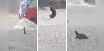 Rata se baña bajo la lluvia y peculiar acción enternece en redes sociales: “A eso le llamo felicidad” Rata se baña bajo la lluvia y peculiar acción enternece en redes sociales: “A eso le llamo felicidad”