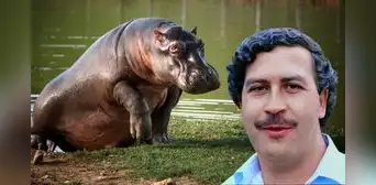 Pablo Escobar y su hipopótamo: película se estrenará en la Berlinale Pablo Escobar y su hipopótamo: película se estrenará en la Berlinale