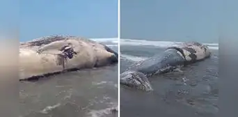 Ballena queda varada y muere en playa de Arequipa: bañistas piden retiro del cadáver Ballena queda varada y muere en playa de Arequipa: bañistas piden retiro del cadáver