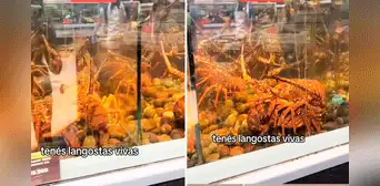 Argentina se sorprende al encontrar langostas vivas en supermercado: “No hay duda de su frescura”