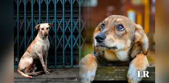 Una ciudad en Italia descontará más de US$200 en impuestos a quienes adopten perros abandonados Una ciudad en Italia descontará más de US$200 en impuestos a quienes adopten perros abandonados