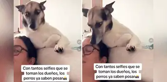 Perrita enternece al posar para que le saquen un selfie y usuarios dicen: “Toda una modelo” Perrita enternece al posar para que le saquen un selfie y usuarios dicen: “Toda una modelo”
