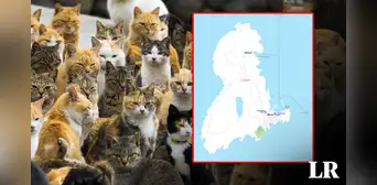 Explora la asombrosa isla de los gatos: un lugar donde hay 36 mininos por habitante Explora la asombrosa isla de los gatos: un lugar donde hay 36 mininos por habitante