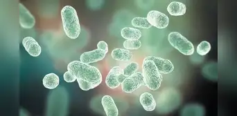 Científicos encuentran una forma de vida completamente nueva en el sistema digestivo