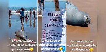 Elefante marino descansa en la orilla del mar y lo cercan para que nadie lo moleste: “Buena idea”