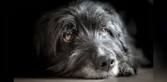 ¿Qué perros tienen mayor esperanza de vida? Estudio revela las razas más longevas ¿Qué perros tienen mayor esperanza de vida? Estudio revela las razas más longevas